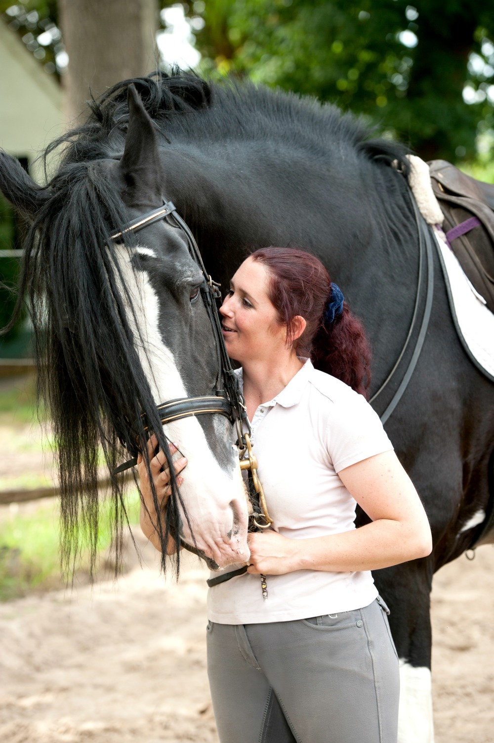 Shire Horses